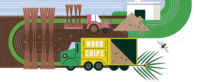 illustration of the Colgate willow farm and woodchips next to the biomass burner facility