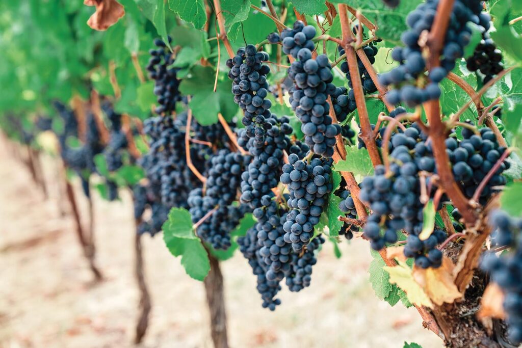 Bunches of grapes on vines