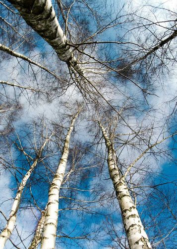 The sky through birch trees