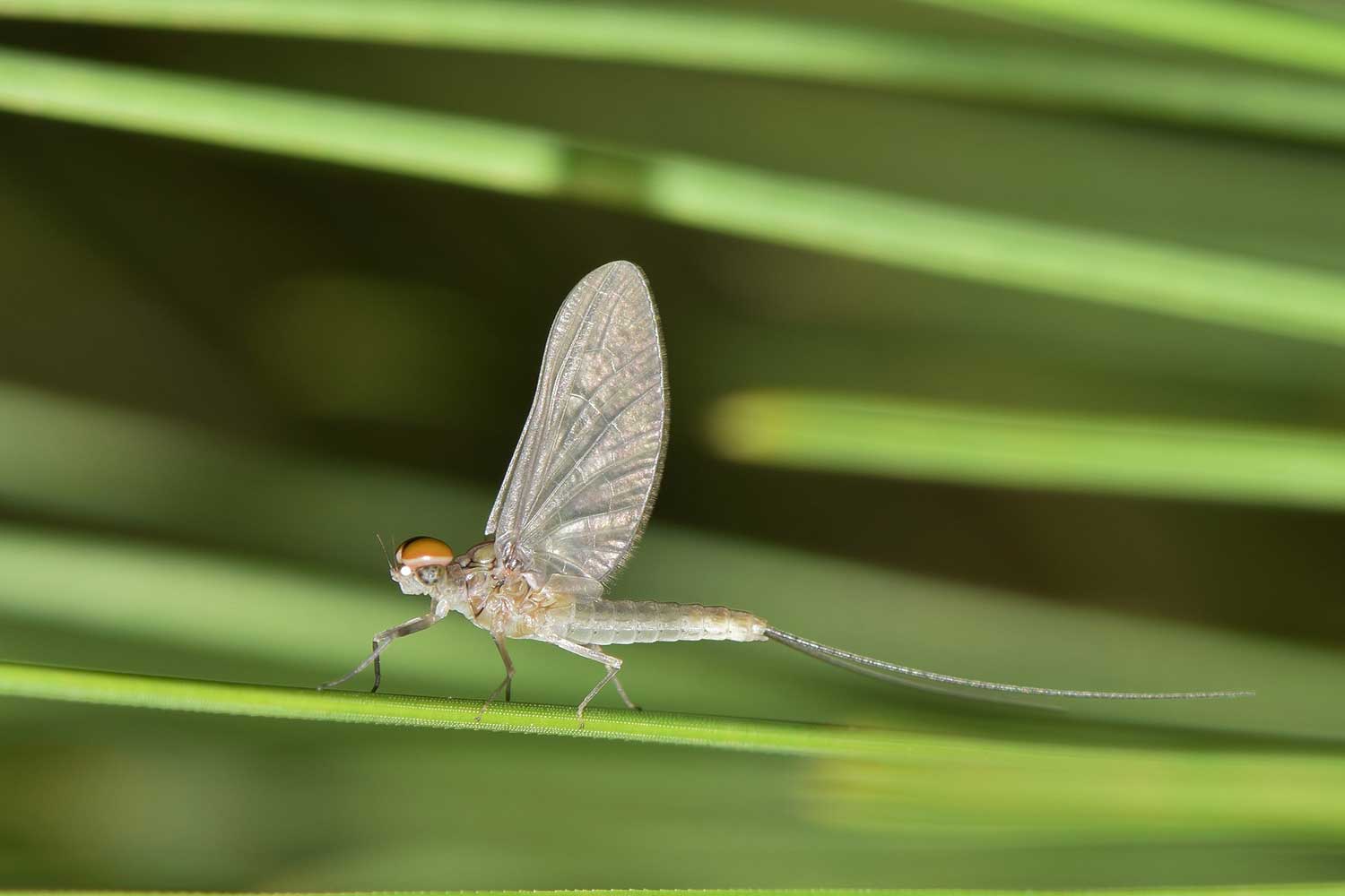 Mayfly sitting on a blade of grass