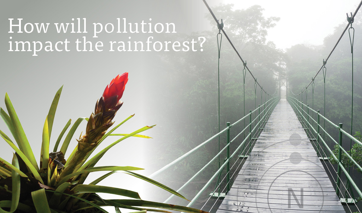 How will pollution impact the rainforest