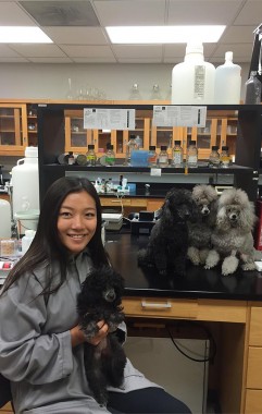 Xintao Ding '17 with poodles in the lab