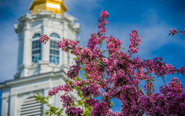 Pink flowering crabapple blossoms and a blue sky frame the chapel's golden cupola on a spring morning.