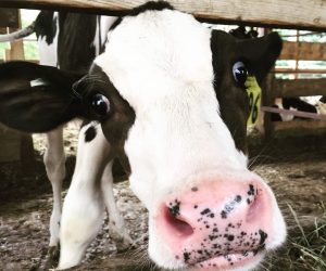Photo of a cow's face
