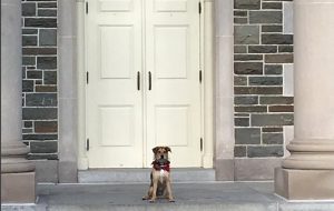 President Casey's dog Emrys sitting on the Chapel steps.