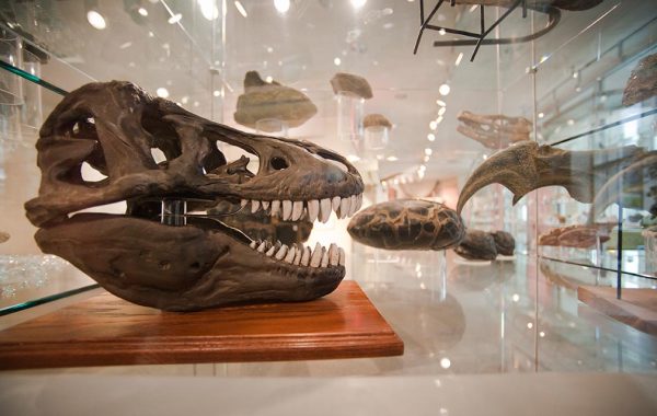 Dinosaur skull and other samples in the Linsley Geology Museum