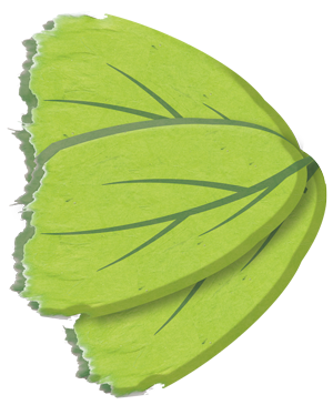 Illustrated lettuce