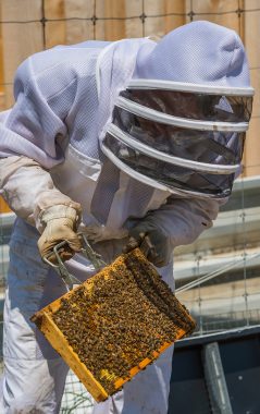 Ian Helfant, associate professor of Russian and Eurasian studies and environmental studies, transfers honeybees from a nucleus box to a hive at the Colgate Community Garden in May.