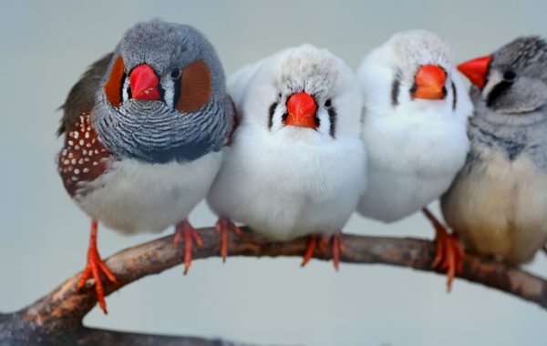 photo of birds