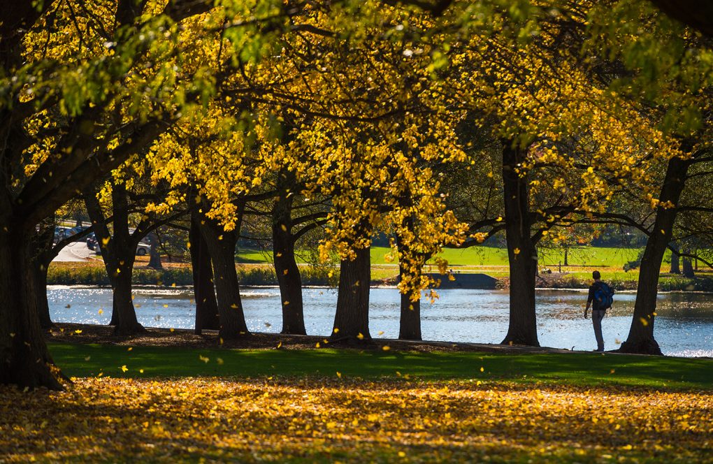 A student observes Taylor Lake amidst the fall foliage of Willow Path