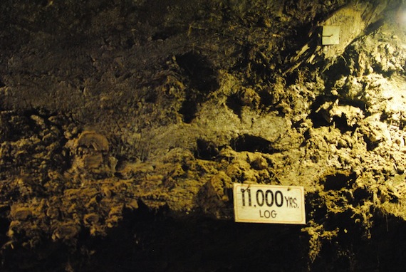 11,000 year old log in an underground permafrost research tunnel near Fairbanks, AK