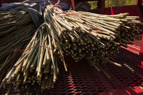 Planting of willow trees on Colgate to be used as sustainable fuel. 