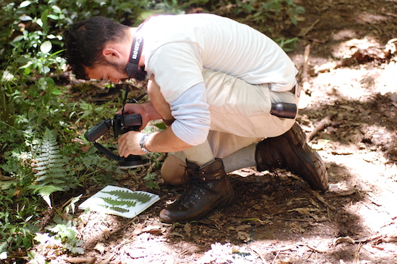 A researcher is seen working on a fern in Costa Rica