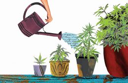 collage illustration of cannabis plants being watered at various life stages