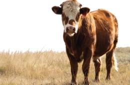 Horizontal closeup of a young male Red Angus steer on a farm in the countryside