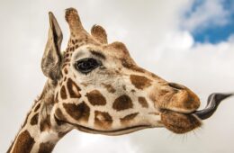 A giraffe at the Chittenango Zoo sticks its tongue out