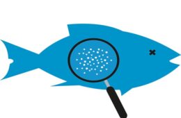 Illustration of a blue fish with x for an eye, magnifying glass over stomach revealing particles in its abdomen