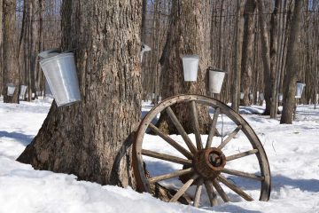 Maple trees with buckets attached for tapping syrup