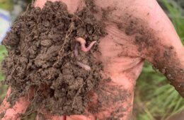 hand holding dirt and worm