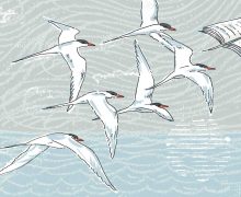 Illustration of birds in flight