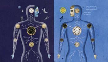 Illustration of the body at night and during the day