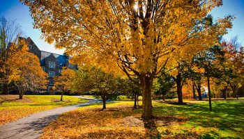Fall foliage on the Residential Quad, with Andrews Hall in the background