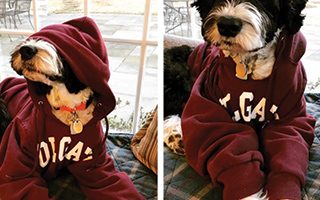 Two dogs dressed in Colgate sweatshirts.