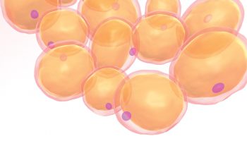 Illustration of adipose cells