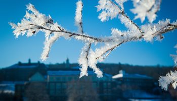 Ice crystals on frozen tree branch