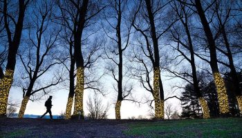 Lights on trees on Willow Path