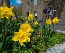 Bright yellow daffodils on campus