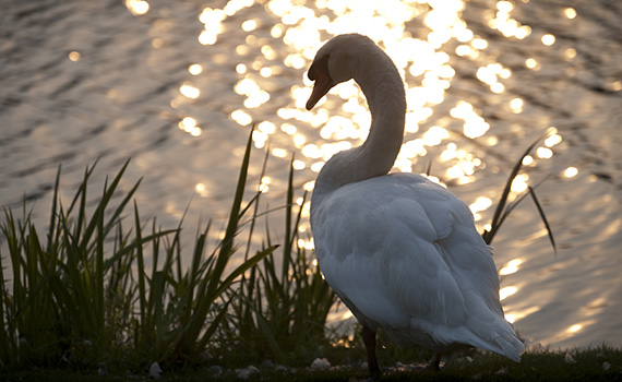 Swan beside Taylor Lake
