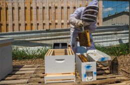Beekeeping club gets underway with installation of new hives at the Community Garden.